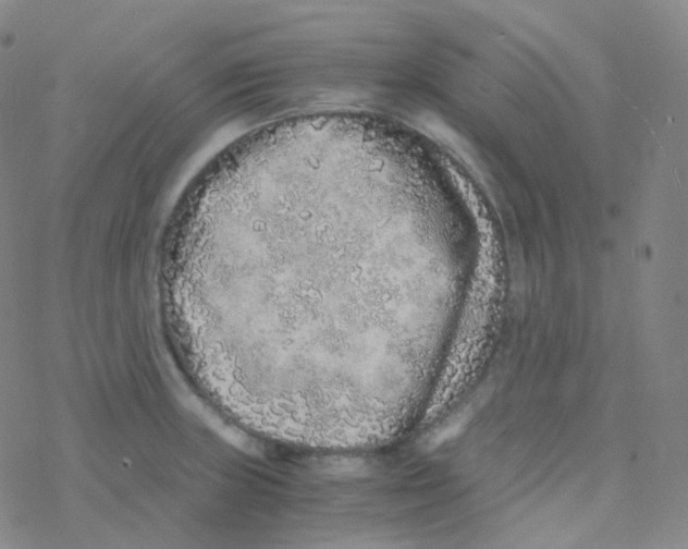 X0000076271235200610262022