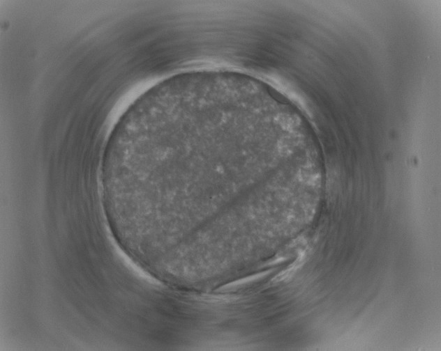 X0000076271239200610262022