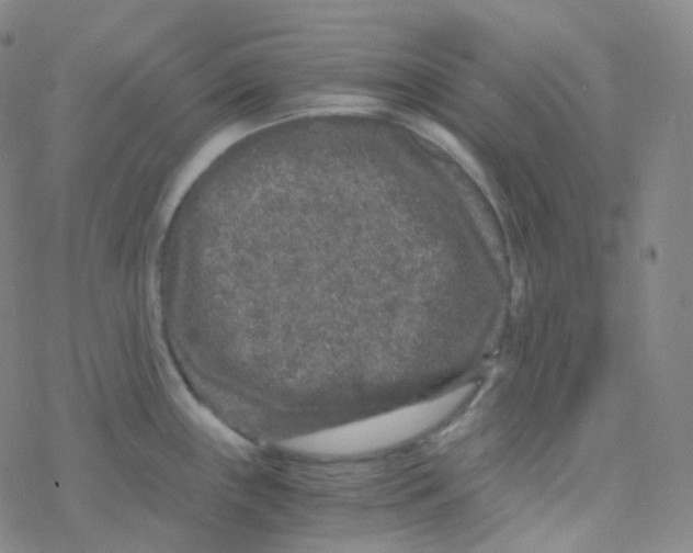 X0000076271243200610262022