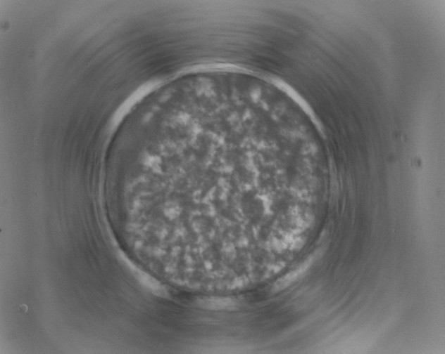 X0000076271245200610262022