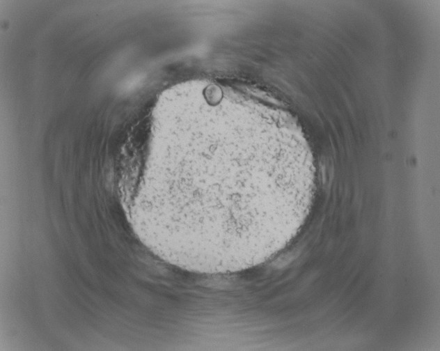 X0000076271251200610262021