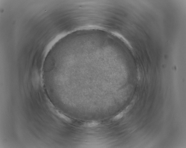 X0000076271278200610262021