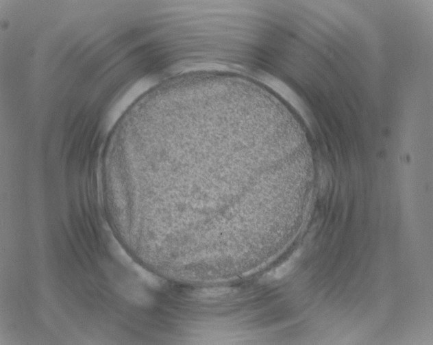 X0000076271290200610262021