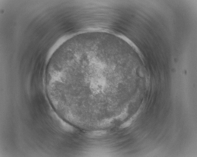 X0000076271294200610262021