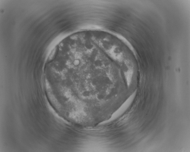 X0000076271295200610262021