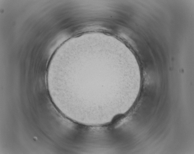 X0000076271322200610262020