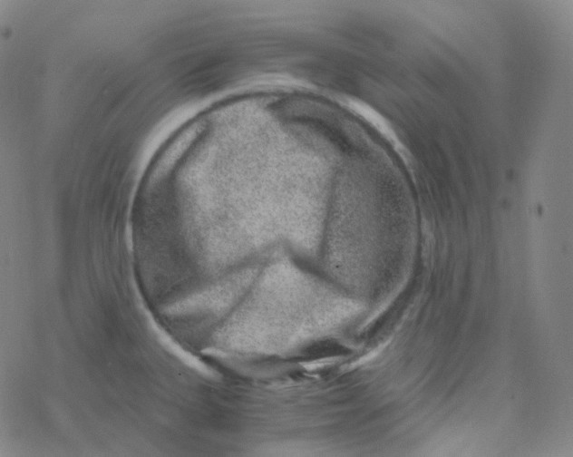 X0000076271335200610262021