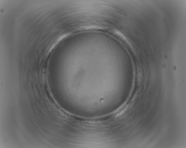 X0000076271361200610262020