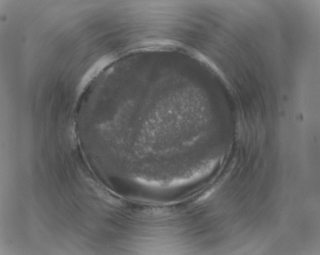 X0000076271362200610262020