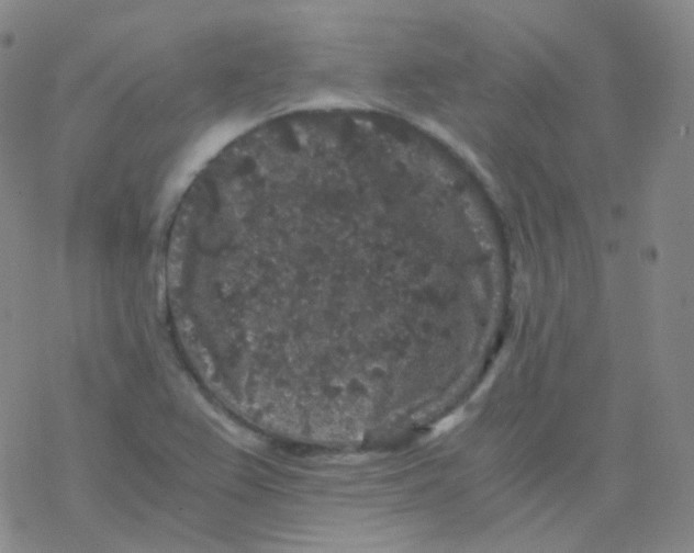 X0000076271367200610262020