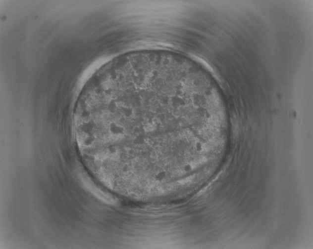 X0000076271371200610262019