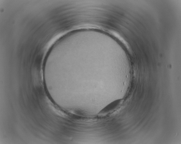 X0000076271372200610262019