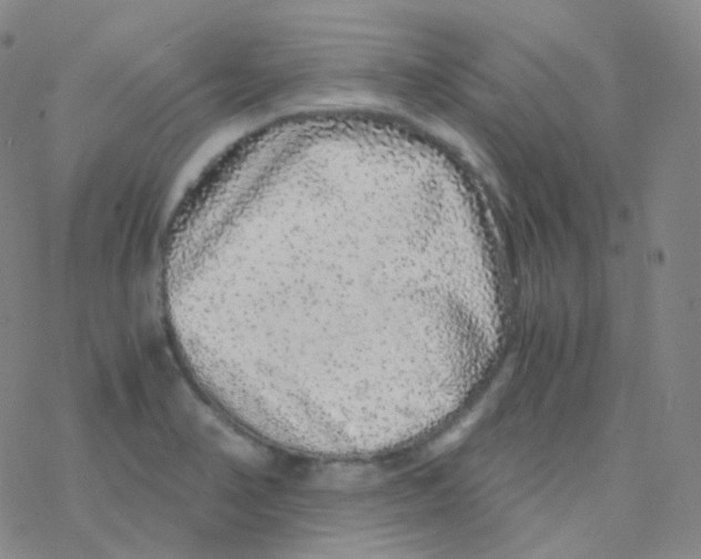 X0000076271374200610262019