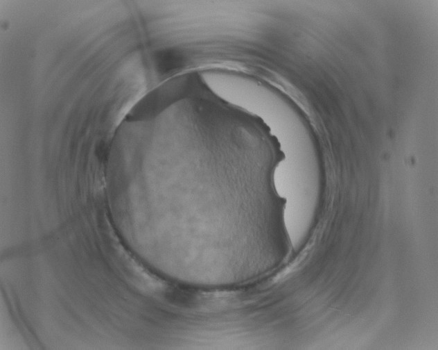 X0000076271377200610262019