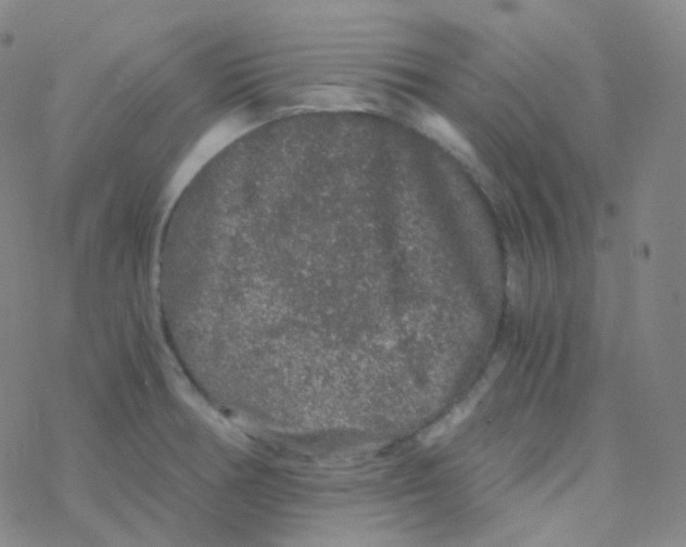 X0000076271378200610262019