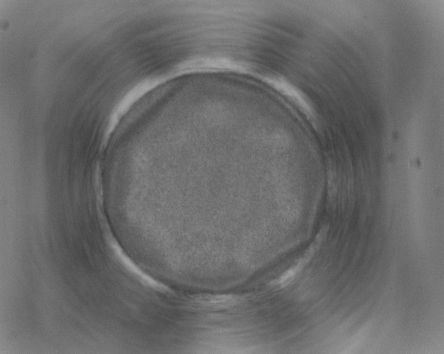 X0000076271382200610262019