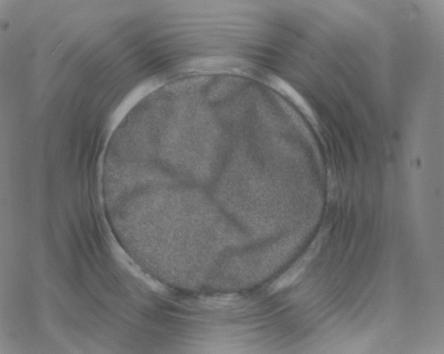 X0000076271386200610262019