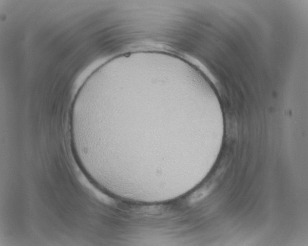 X0000076271387200610262019