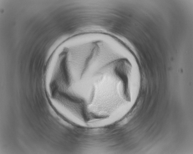 X0000076271390200610262019