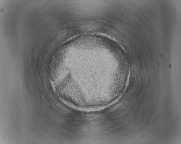 X0000076271393200610262018