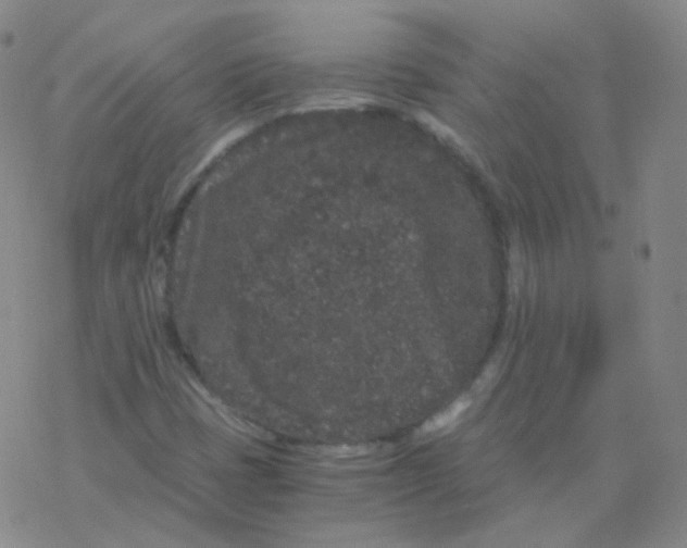 X0000076271401200610262019