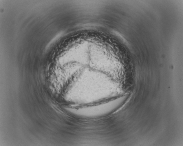 X0000076271403200610262019