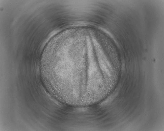 X0000076271409200610262019