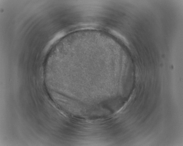 X0000076271411200610262019