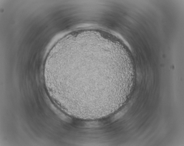 X0000076271421200610262019