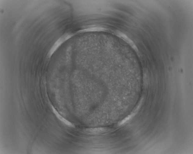 X0000076271425200610262019