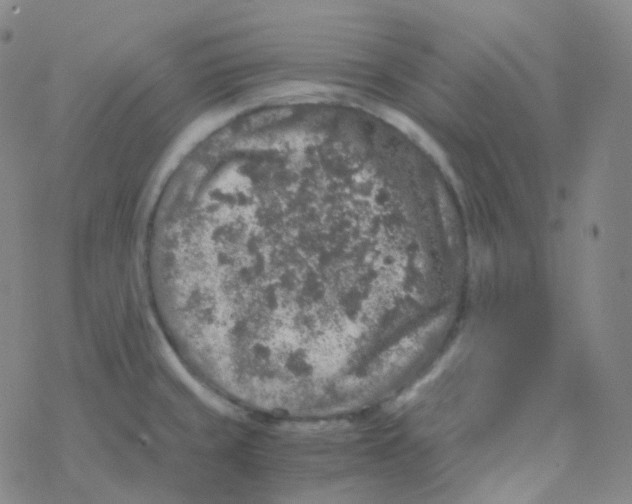 X0000076271429200610262019