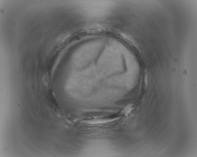 X0000076271445200610262018