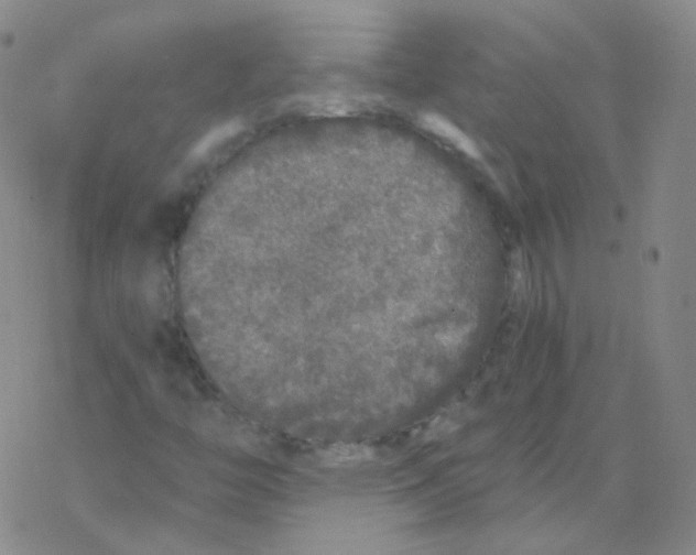 X0000076271446200610262018