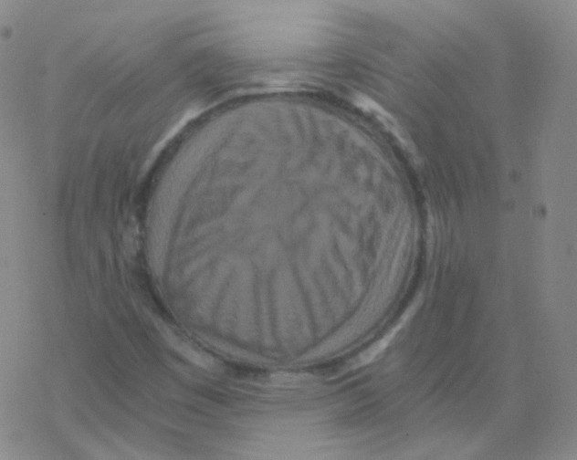 X0000076271449200610262018