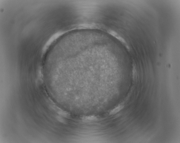 X0000076271454200610262018