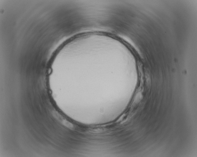 X0000076271460200610262018