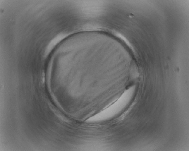 X0000076271461200610262018