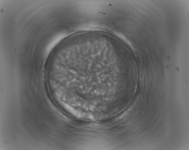 X0000076271463200610262018