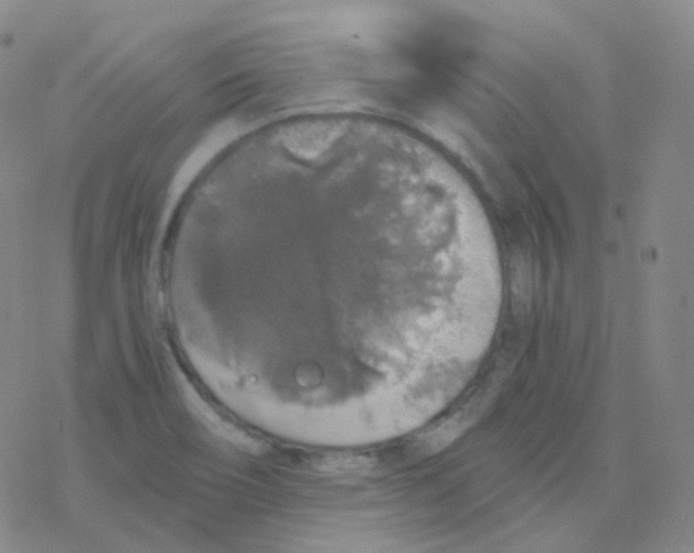 X0000076271466200610262018