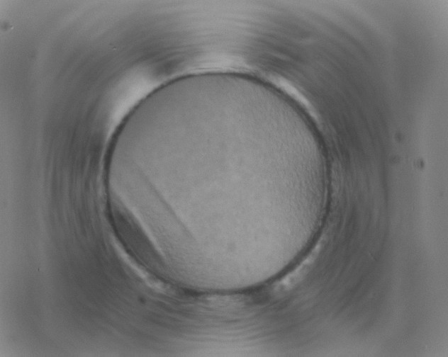 X0000076271469200610262018