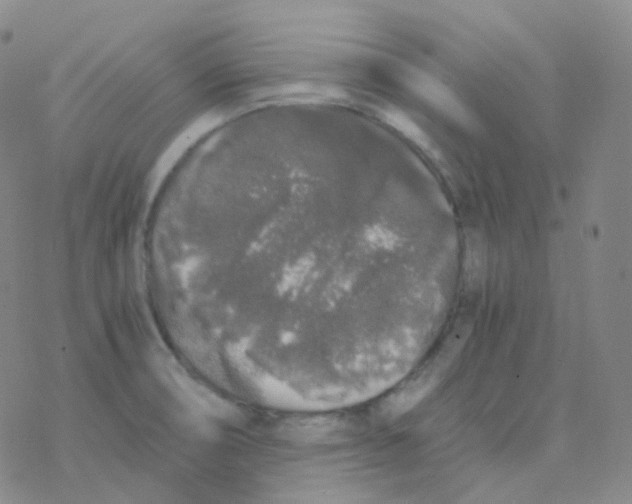 X0000076271474200610262018