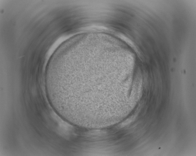 X0000076271478200610262018