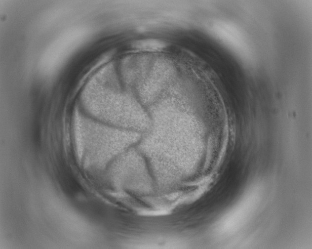 X0000076271487200610262018