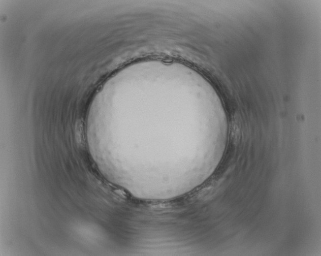 X0000076271490200610262017