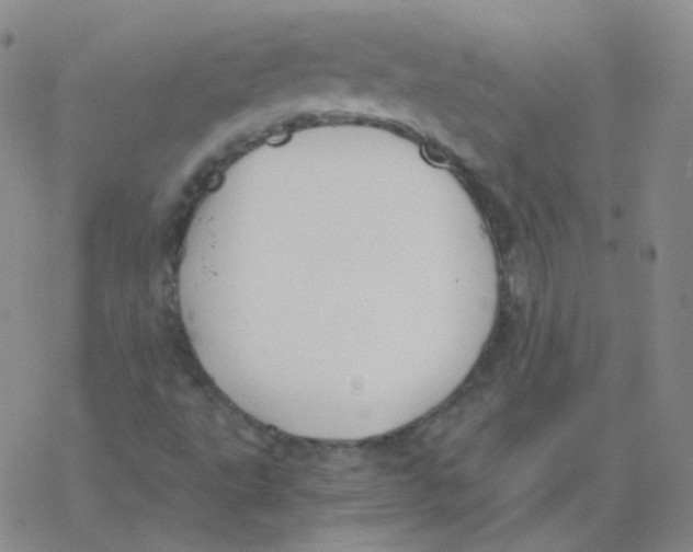 X0000076271495200610262017