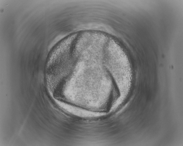 X0000076271505200610262017