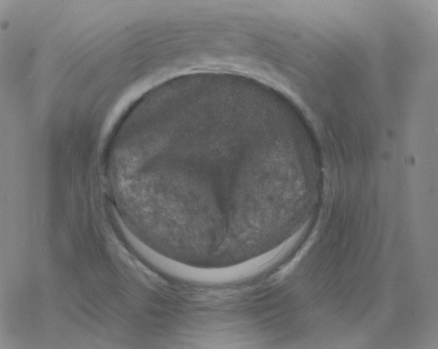 X0000076271506200610262017