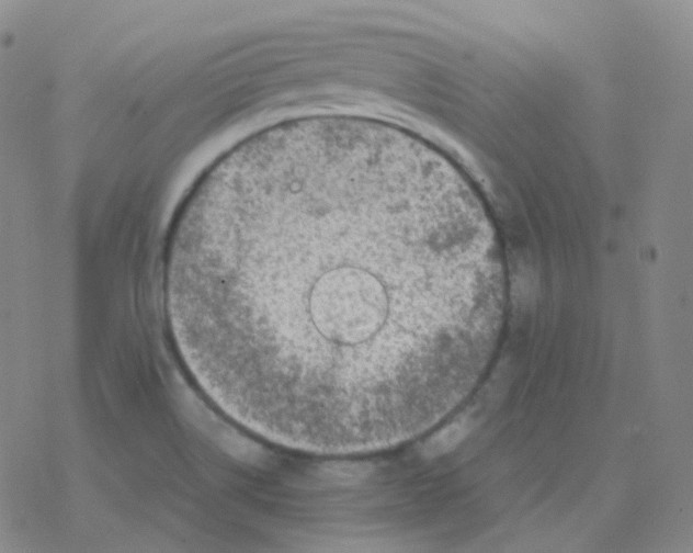 X0000076271514200610262017