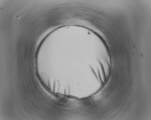 X0000076271517200610262017