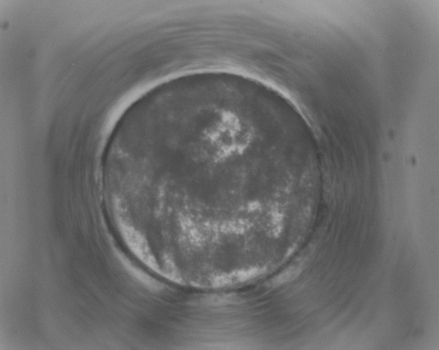 X0000076271519200610262017